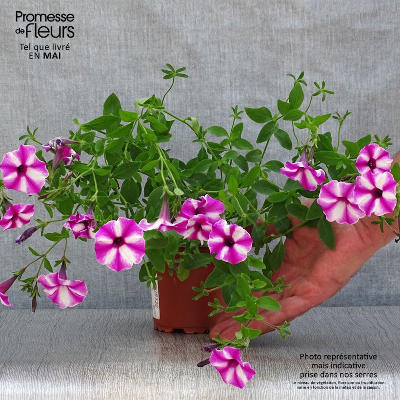 Exemplaar van Petunia Raspberry Star - Hangpetunia Kweekpotje van 8/9 cm zoals geleverd in de lente