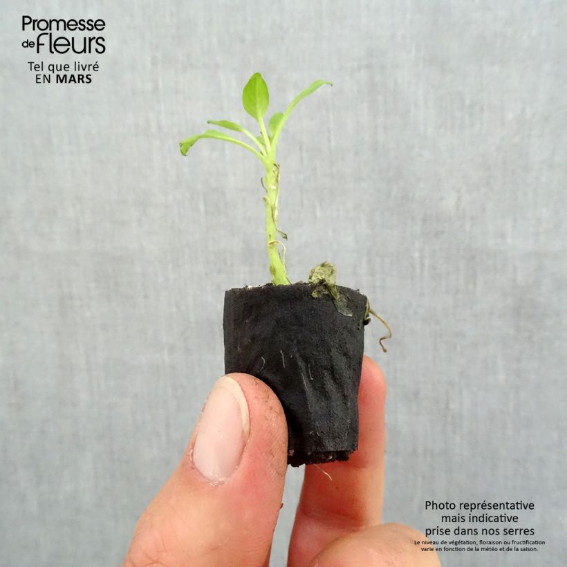 Exemplaar van Petunia Supertunia Vista Bubblegum - Hangpetunia Mini-mot Ø 3/4 cm zoals geleverd in de lente