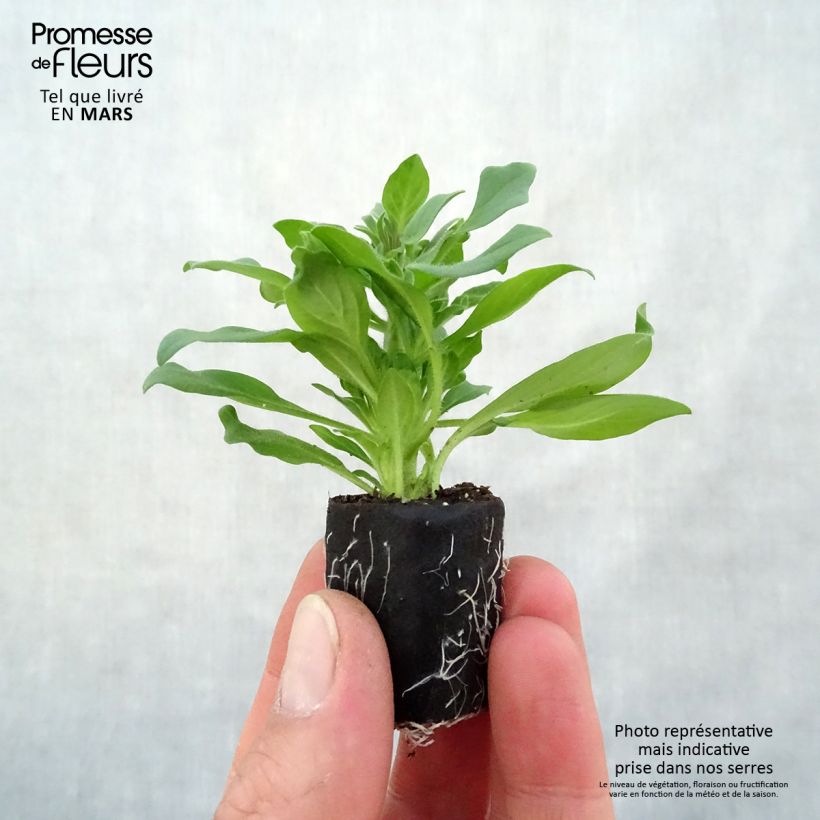 Exemplaar van Petunia Supertunia Vista Fuchsia - Hangpetunia Mini-mot Ø 3/4 cm zoals geleverd in de lente