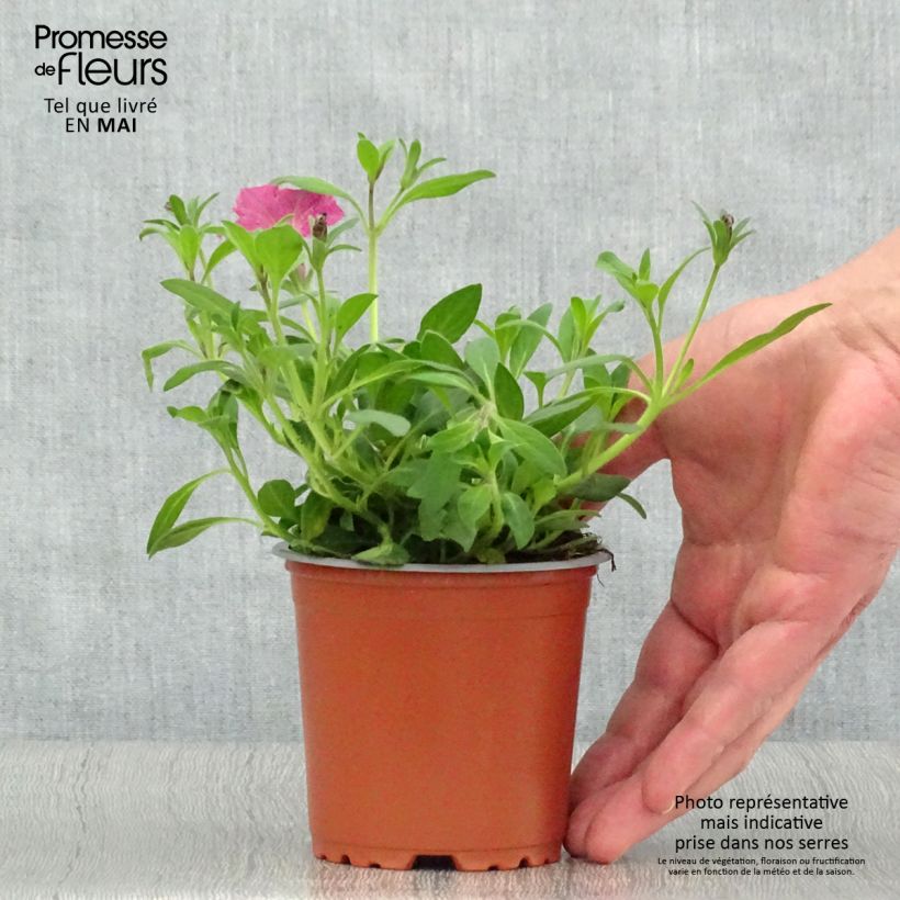 Exemplaar van Petunia Supertunia Vista Fuchsia - Hangpetunia Pot van 10 cm/11 cm zoals geleverd in de lente