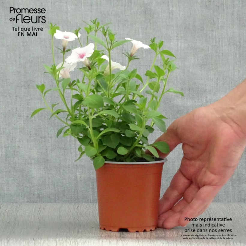 Exemplaar van Petunia Supertunia Vista Silverberry - Hangpetunia Kweekpotje van 8/9 cm zoals geleverd in de lente