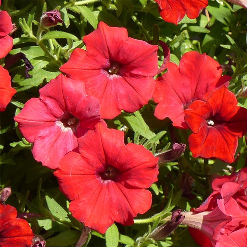Petunia Surfinia Deep Red - Hangpetunia (Bloei)