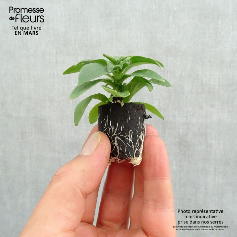 Exemplaar van Petunia Surfinia Deep Red - Hangpetunia Mini-mot Ø 3/4 cm zoals geleverd in de lente