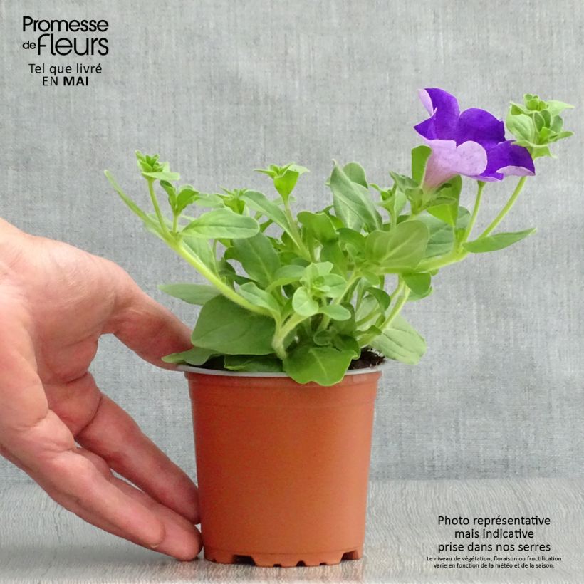 Exemplaar van Petunia Surfinia Giant Blue - Hangpetunia Kweekpotje van 8/9 cm zoals geleverd in de lente