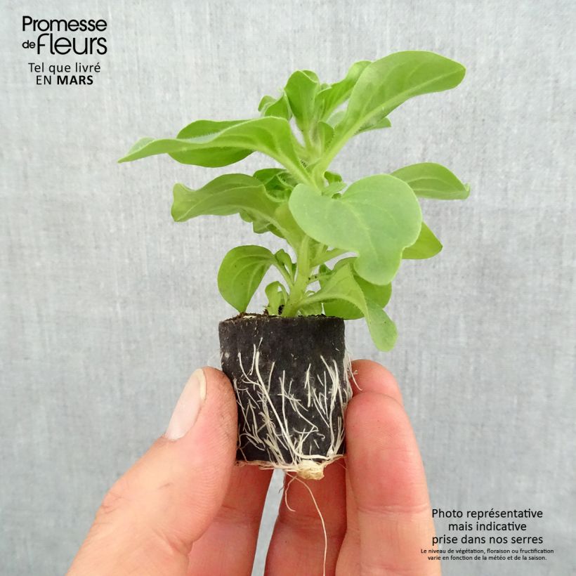 Exemplaar van Petunia Surfinia Heavenly Blue - Hangpetunia Mini-mot Ø 3/4 cm zoals geleverd in de lente