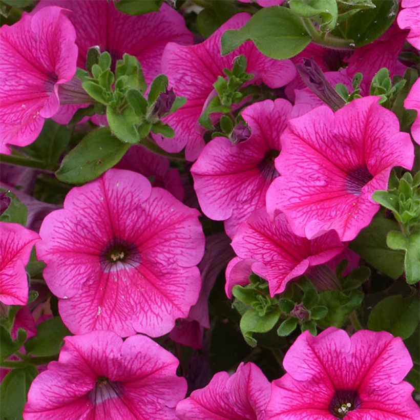 Petunia Surfinia Hot Pink - Hangpetunia (Bloei)