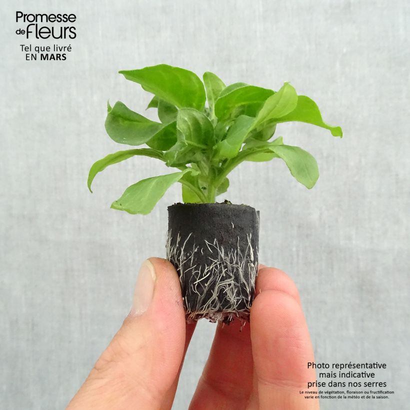 Exemplaar van Petunia Surfinia Hot Pink - Hangpetunia Mini-mot Ø 3/4 cm zoals geleverd in de lente