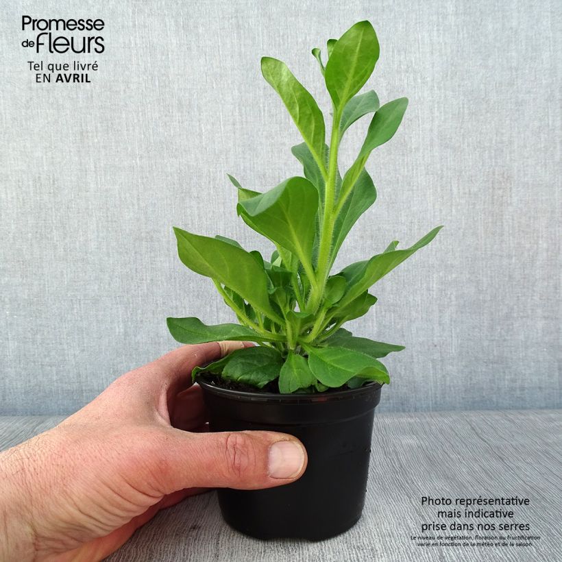 Exemplaar van Petunia Surfinia Hot Pink - Hangpetunia Pot van 10 cm/11 cm zoals geleverd in de lente