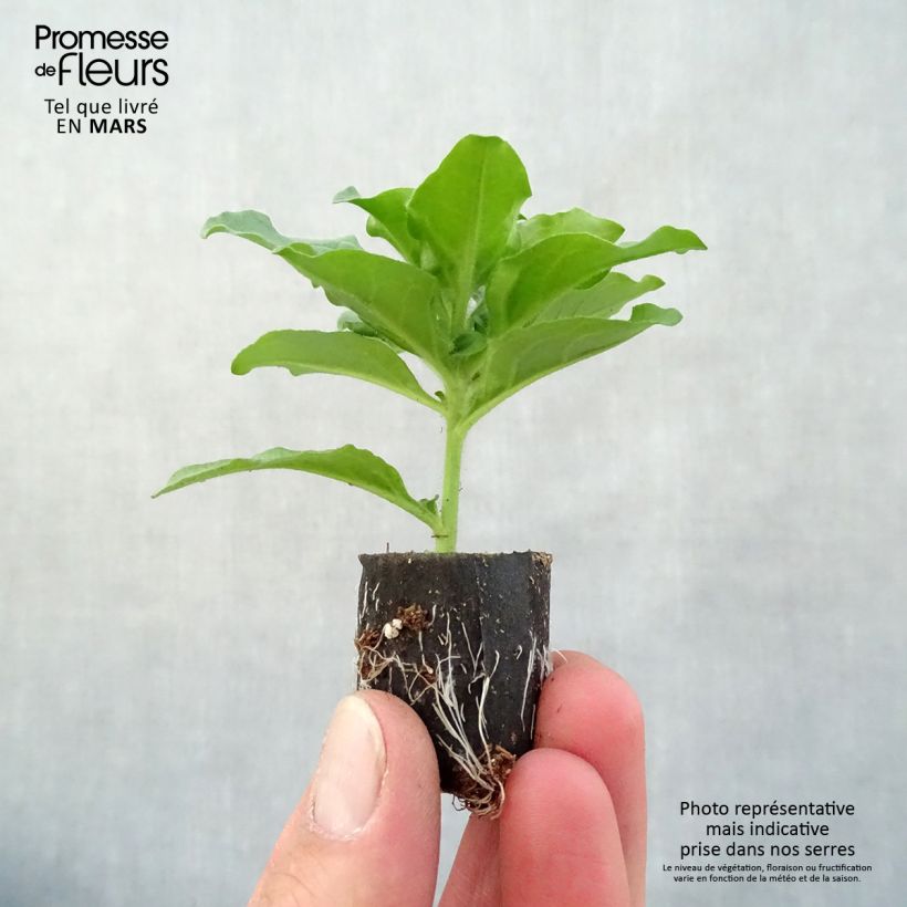 Exemplaar van Petunia Surfinia Purple - Hangpetunia Mini-mot Ø 3/4 cm zoals geleverd in de lente