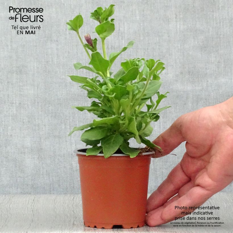 Exemplaar van Petunia Surfinia Purple - Hangpetunia Kweekpotje van 8/9 cm zoals geleverd in de lente