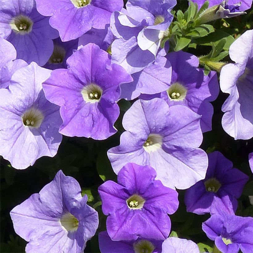 Petunia Surfinia Sky Blue - Hangpetunia (Bloei)