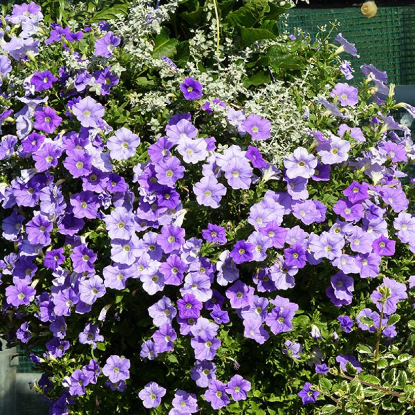 Petunia Surfinia Sky Blue - Hangpetunia (Groeiplaats)