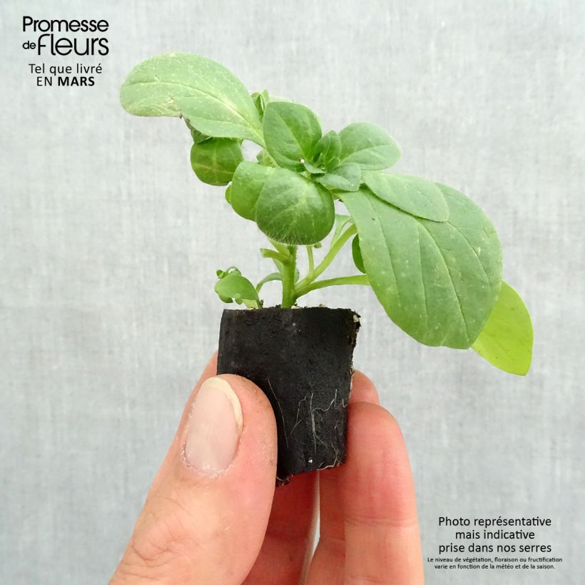 Exemplaar van Petunia Surfinia Snow Wit - Hangpetunia Mini-mot Ø 3/4 cm zoals geleverd in de lente