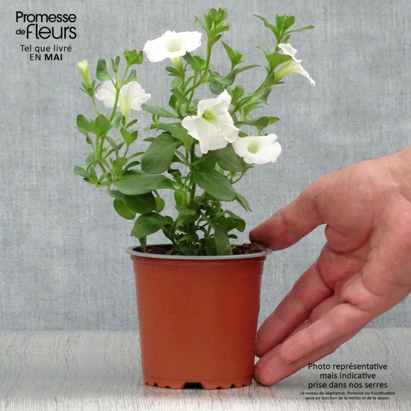 Exemplaar van Petunia Surfinia Snow Wit - Hangpetunia Kweekpotje van 8/9 cm zoals geleverd in de lente
