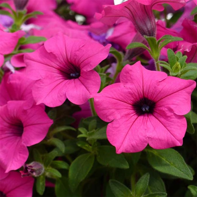 Petunia Surfinia Sumo Roze - Hangpetunia (Bloei)