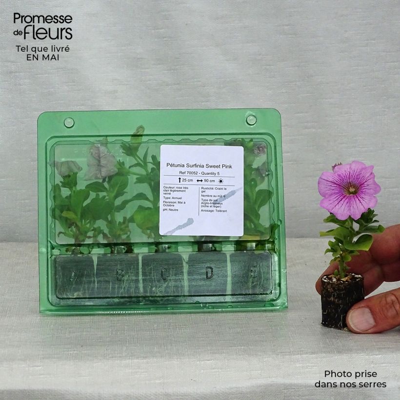 Exemplaar van Petunia Surfinia Sweet Pink - Hangpetunia Mini-mot Ø 3/4 cm zoals geleverd in de lente