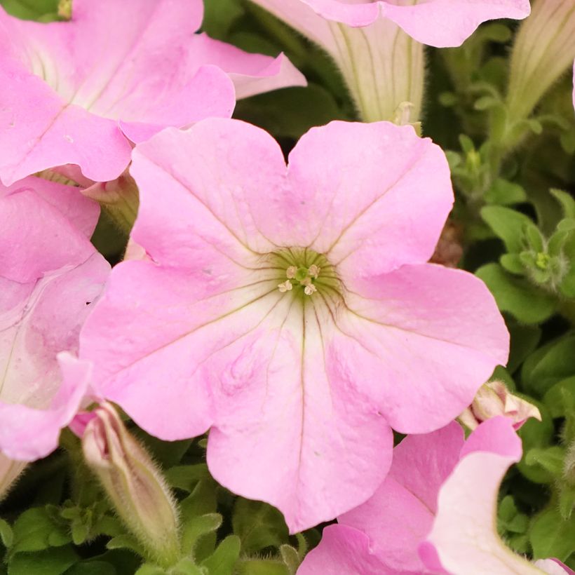 Petunia Surfinia Trailing Big Pink - Hangpetunia (Bloei)