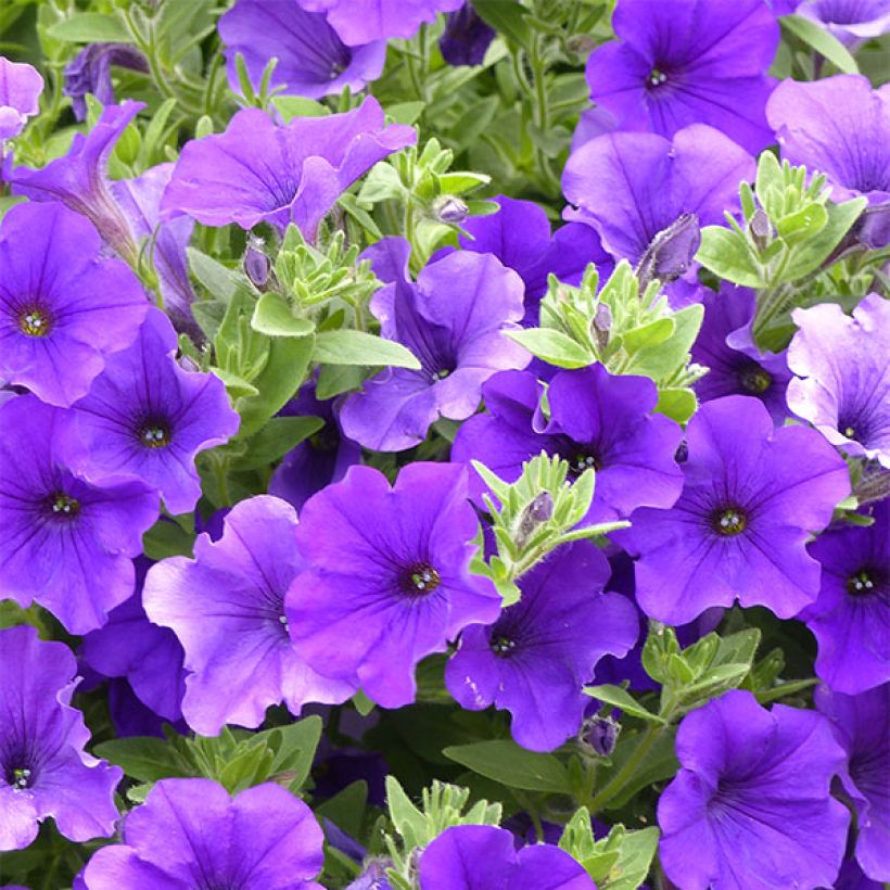 Petunia Surfinia Giant Blue - Hangpetunia (Bloei)