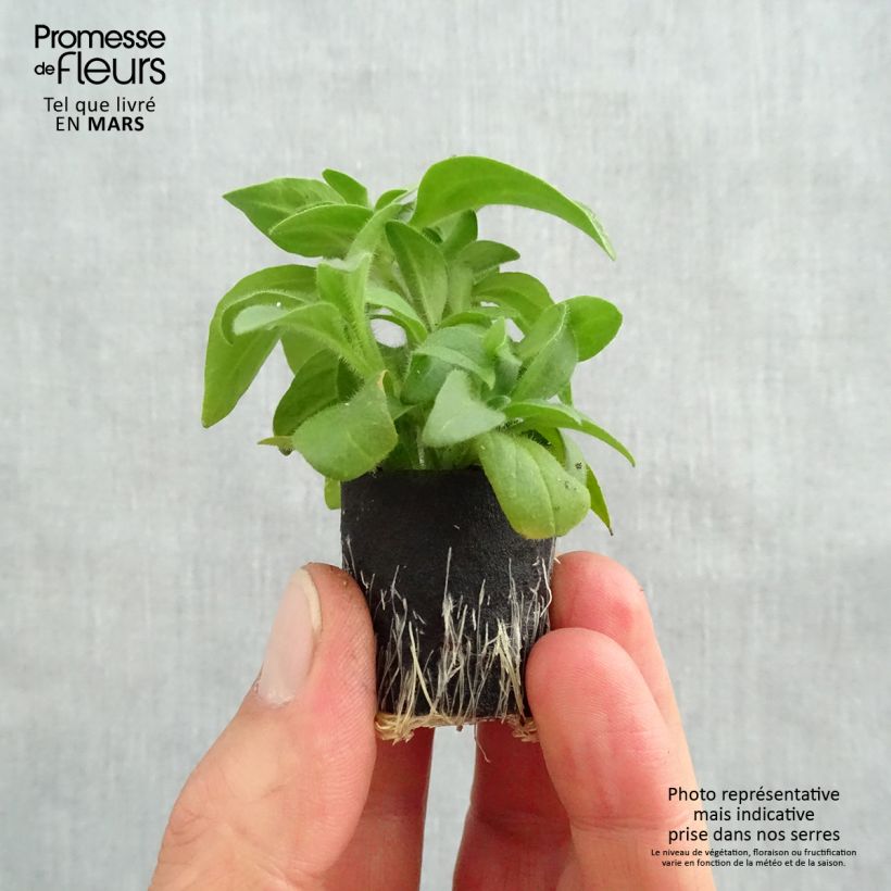 Exemplaar van Petunia Surfinia Yellow Dream - Hangpetunia Mini-mot Ø 3/4 cm zoals geleverd in de lente