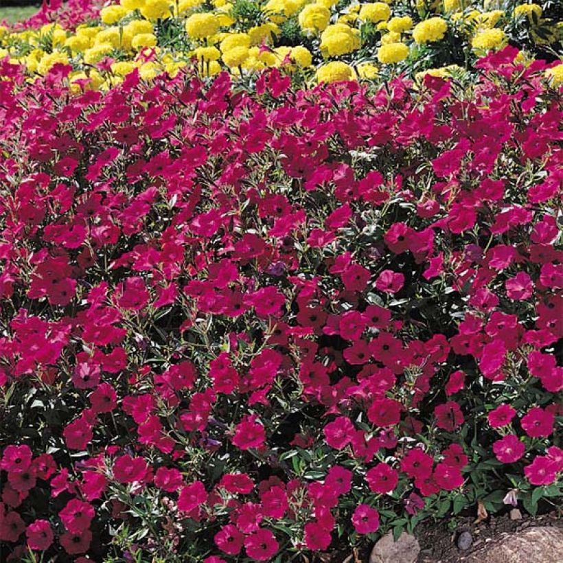 Petunia Tidal Wave F1 Cherry - Hangpetunia (Bloei)