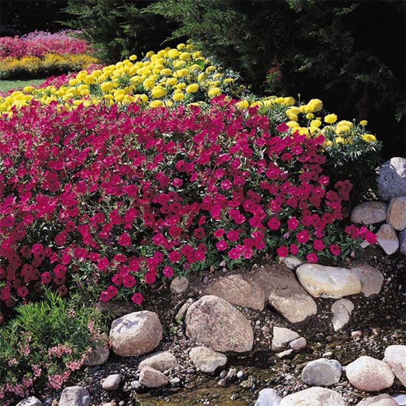 Petunia Tidal Wave F1 Cherry - Hangpetunia (Groeiplaats)
