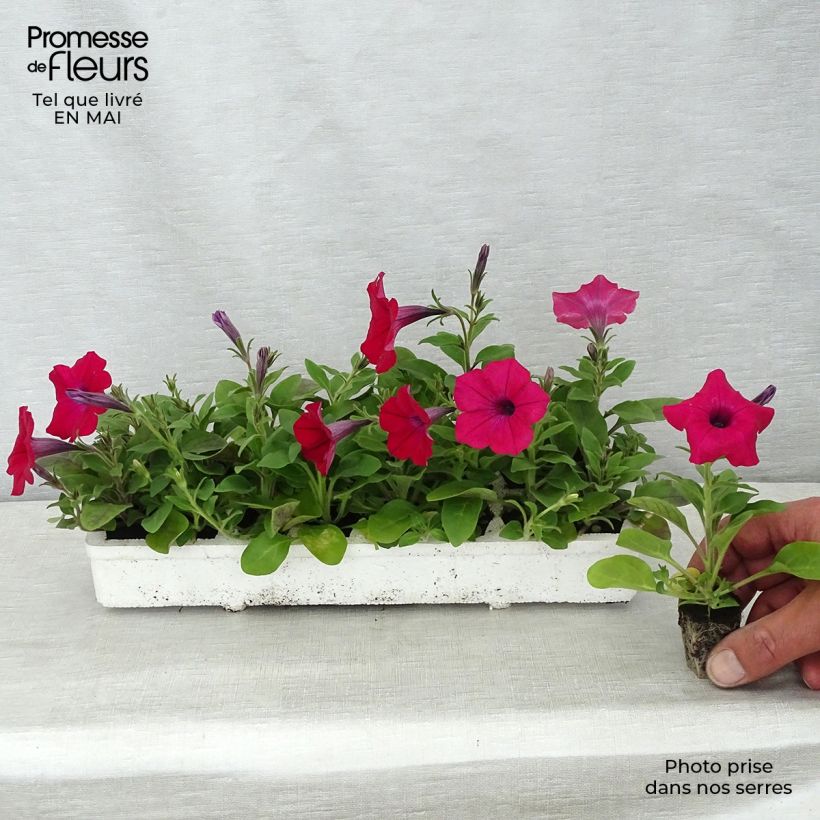 Exemplaar van Petunia Tidal Wave F1 Cherry - Hangpetunia Kluitplant: kluit 3,8 cm x 3,2 cm in een tray voor 16 planten zoals geleverd in de lente