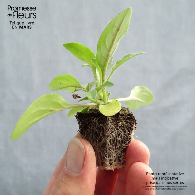 Exemplaar van Petunia Tidal Wave F1 Silver - Hangpetunia Kluitplant: kluit 3,8 cm x 3,2 cm in een tray voor 16 planten zoals geleverd in de lente