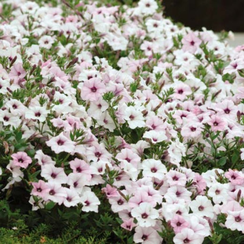 Petunia Tidal Wave F1 Silver - Hangpetunia (Bloei)