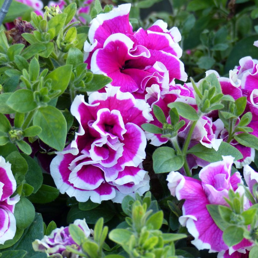 Petunia Tumbelina Anna - Hangpetunia dubbel roze en wit (Bloei)