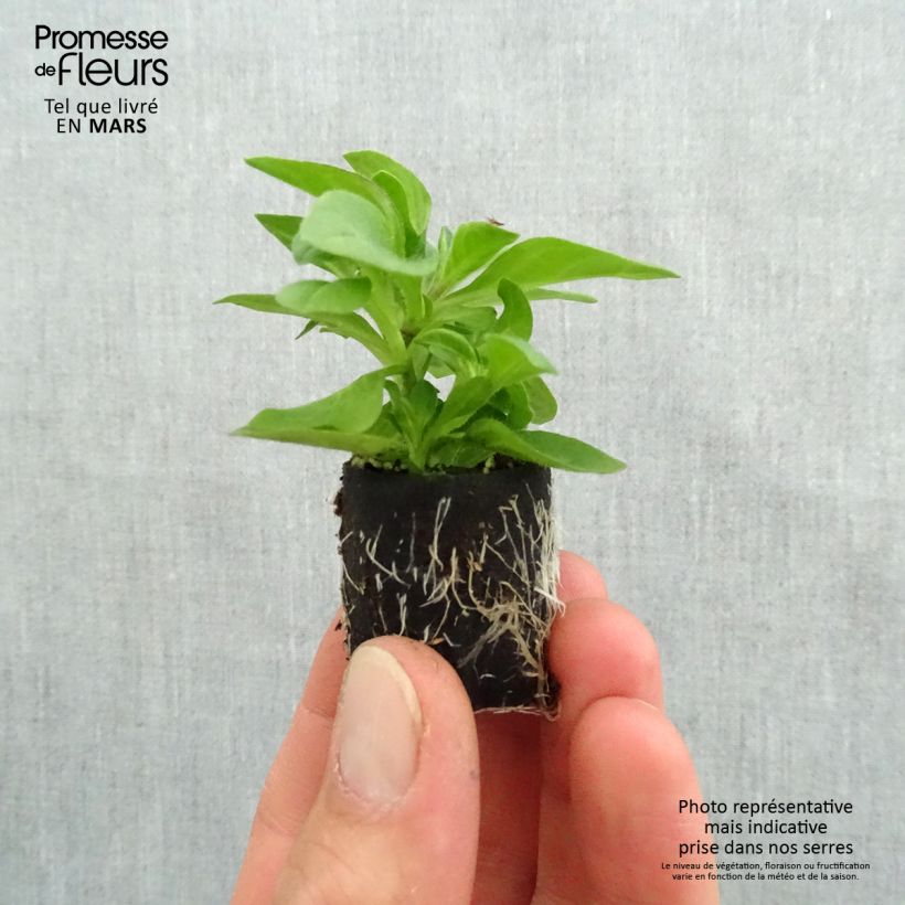 Exemplaar van Petunia Tumbelina Belinda - Hangpetunia Mini-mot Ø 3/4 cm zoals geleverd in de lente