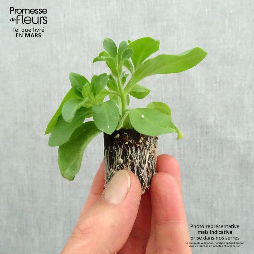 Example of Petunia Tumbelina Candyfloss - Hangpetunia Mini-mot Ø 3/4 cm as you get in printemps