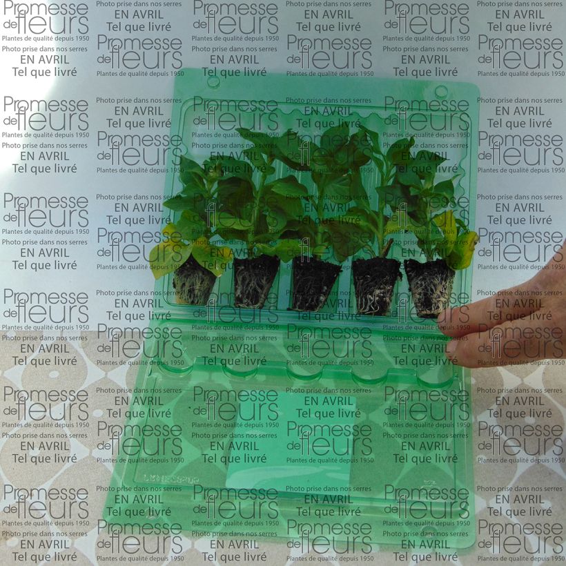 Voorbeeld van een exemplaar van Petunia Tumbelina Cherry Ripple - Hangpetunia dubbel Mini-mot Ø 3/4 cm zoals geleverd