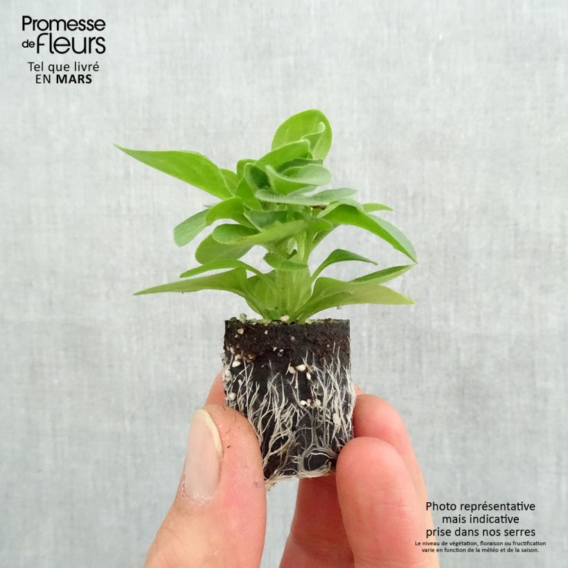 Exemplaar van Petunia Tumbelina Priscilla - Hangpetunia dubbel lavendel geaderd Mini-mot Ø 3/4 cm zoals geleverd in de lente