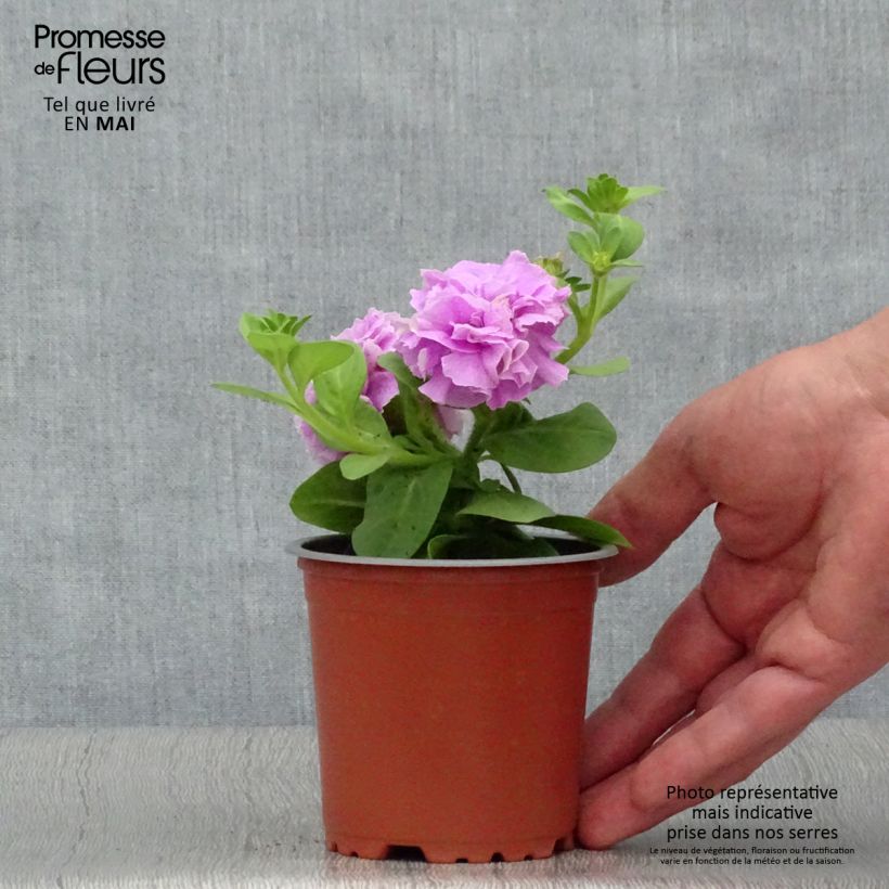 Exemplaar van Petunia Tumbelina Priscilla - Hangpetunia dubbel lavendel geaderd Kweekpotje van 8/9 cm zoals geleverd in de lente