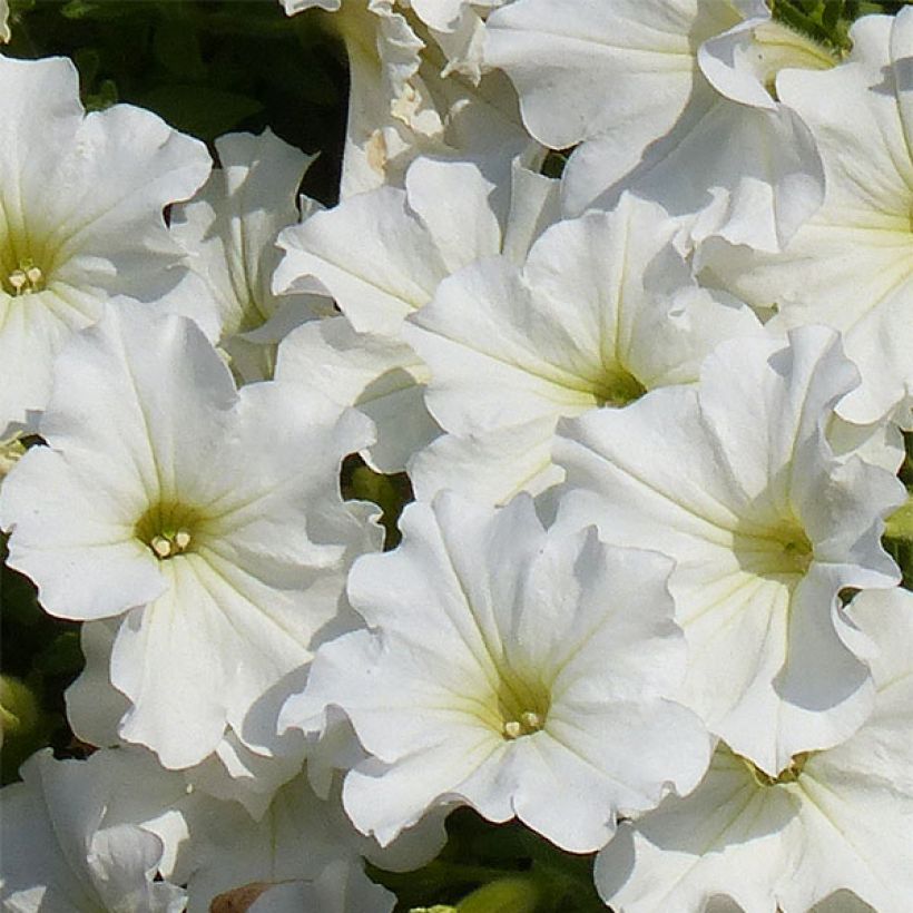 Petunia Surfinia Snow Wit - Hangpetunia (Bloei)