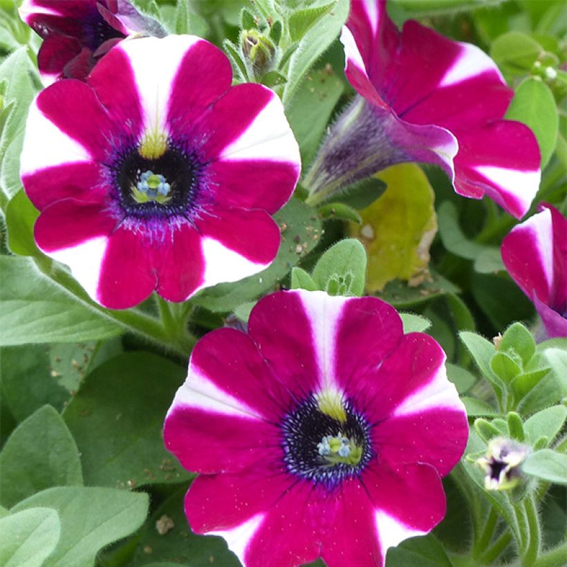 Petunia Cascadias Bicolor Cabernet - Hangpetunia (Bloei)