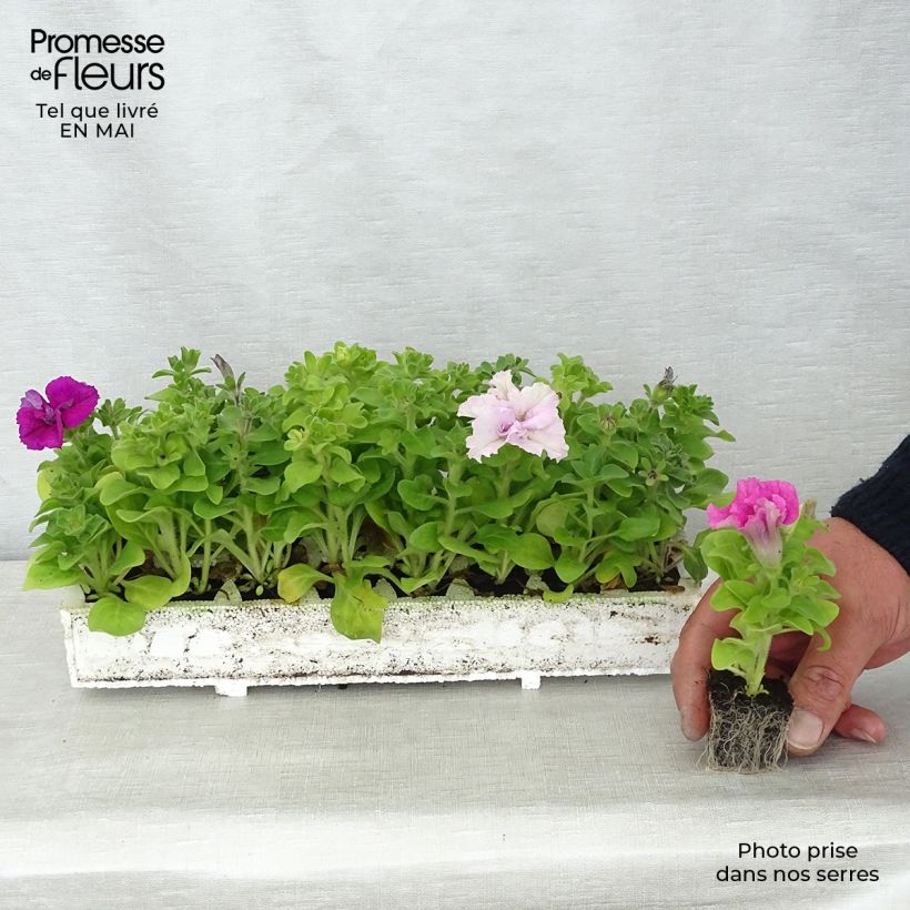 Exemplaar van Petunia Surfinia Cassandra Mix - Hangpetunia Kluitplant: kluit 3,8 cm x 3,2 cm in een tray voor 16 planten zoals geleverd in de lente