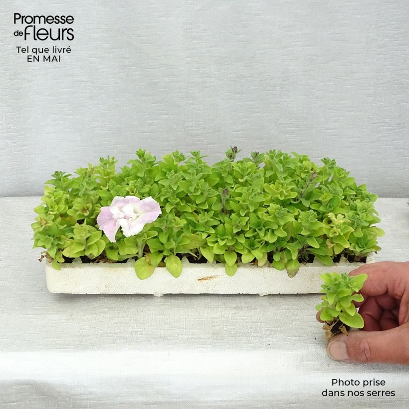 Exemplaar van Petunia Surfinia Cassandra Mix - Hangpetunia Minimotte: kluitje van 2,2 cm x 2 cm in kweekplaat per 35 stuks zoals geleverd in de lente