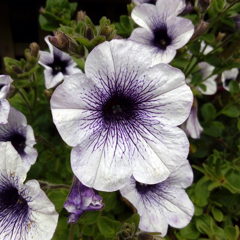 Petunia Surfinia Blue Vein - Hangpetunia (Bloei)