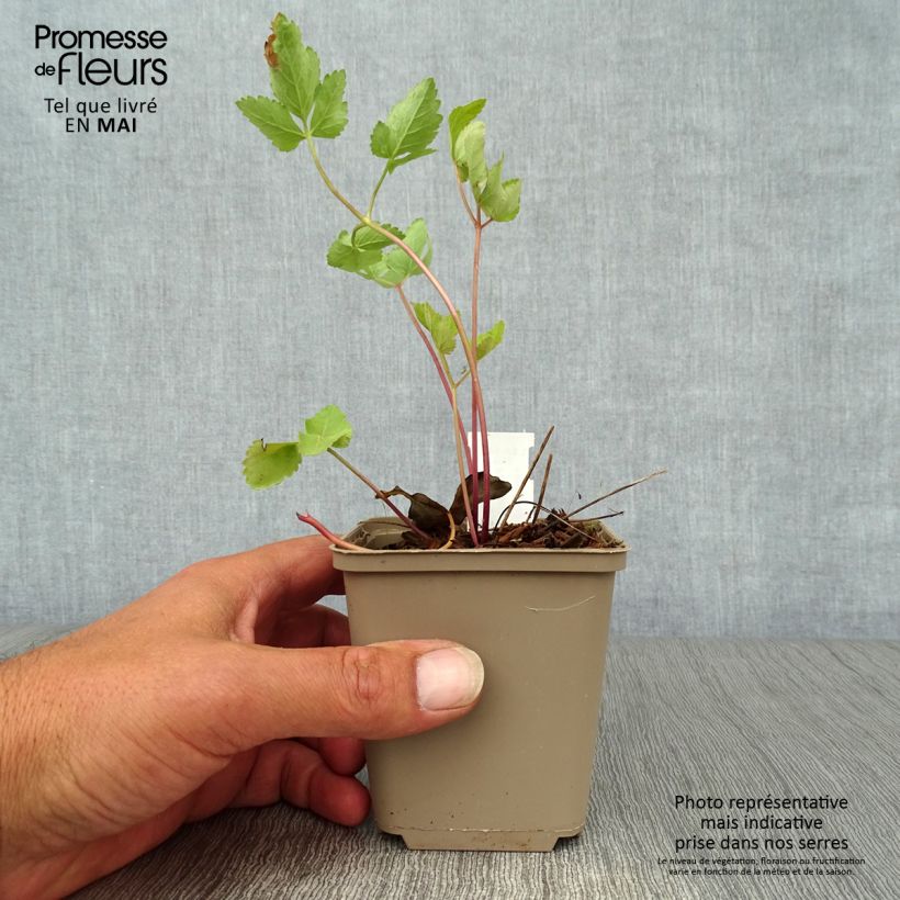 Example of Peucedanum verticillare - Varkenskervel Kweekpotje van 8/9 cm as you get in printemps