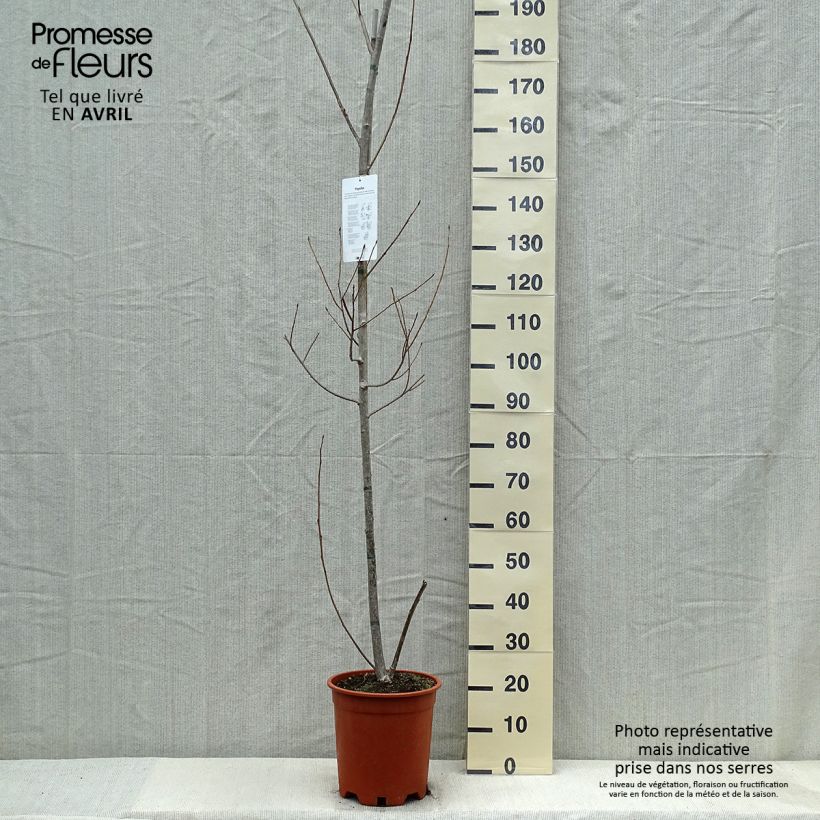 Example of Populus Robusta - Canadapopulier Pot van 7,5 l/10 l as you get in printemps