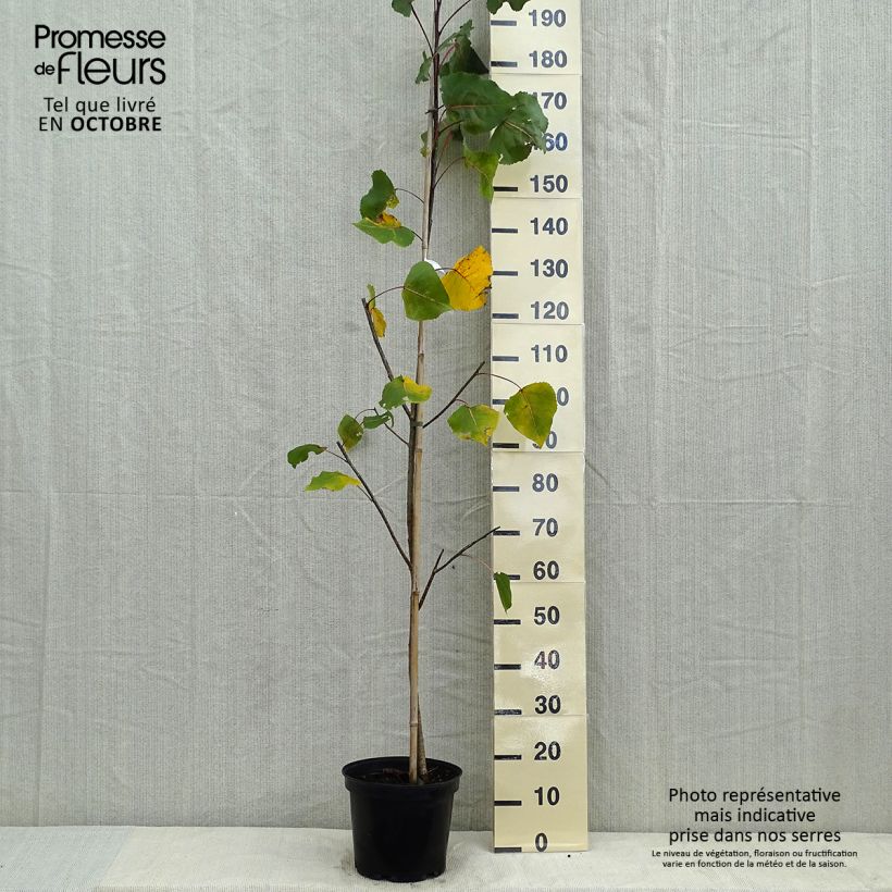 Exemplaar van Populus deltoides Purple Tower - Amerikaanse populier Pot van 4 l/5 l zoals geleverd in de herfst