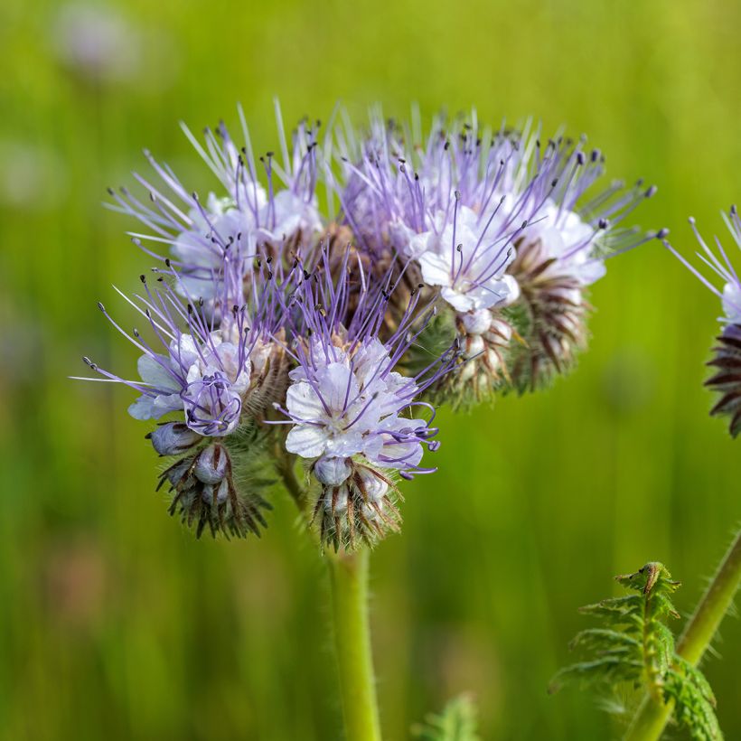 Phacelia BIO groenbemester - Phacelia tanacetifolia (Bloei)