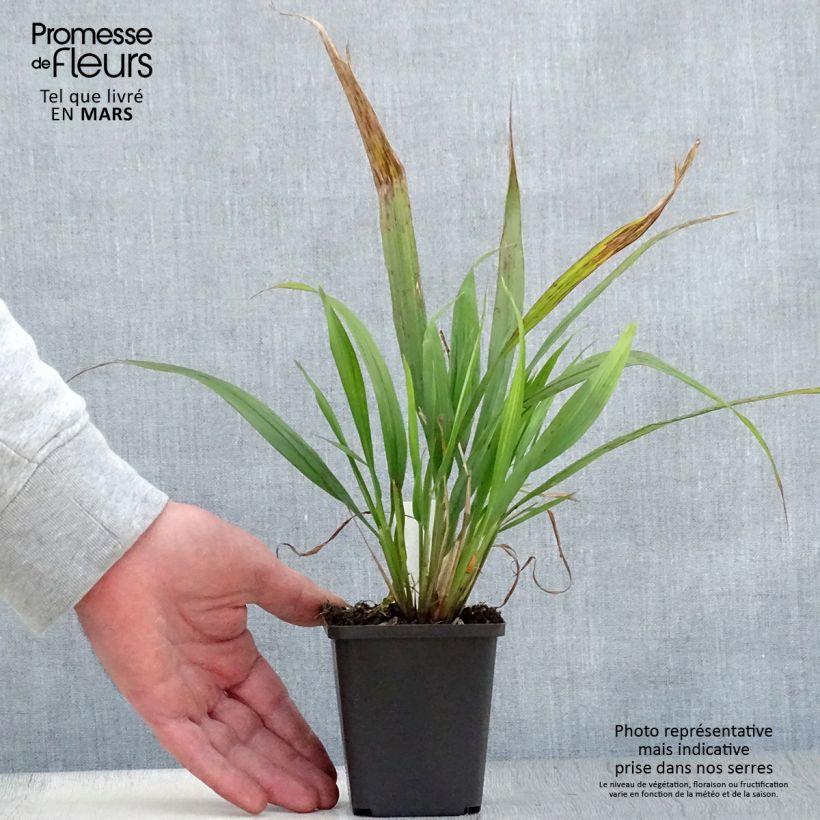 Example of Phaenosperma globosa Kweekpotje van 8/9 cm as you get in printemps