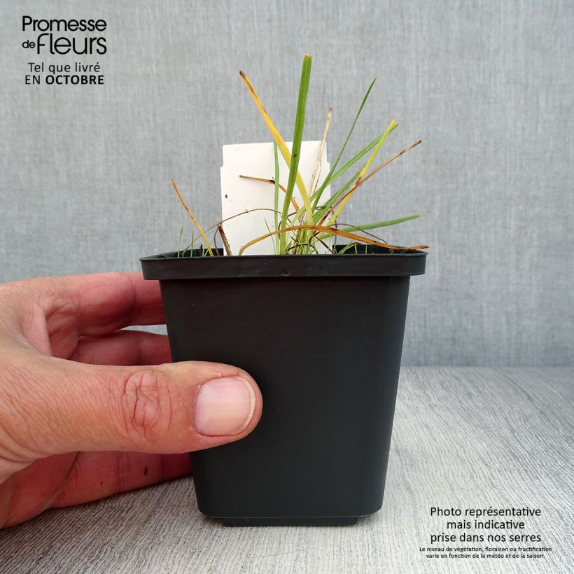 Exemplaar van Anthericum liliago - Grote graslelie Kweekpotje van 8/9 cm zoals geleverd in de herfst