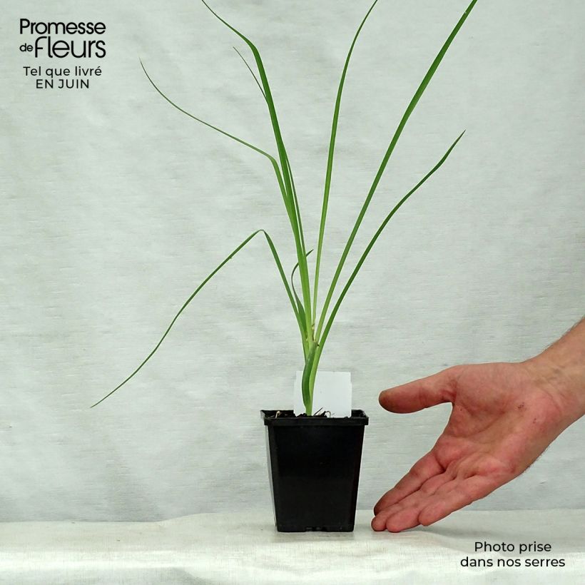 Exemplaar van Anthericum liliago - Grote graslelie Kweekpotje van 8/9 cm zoals geleverd in de zomer