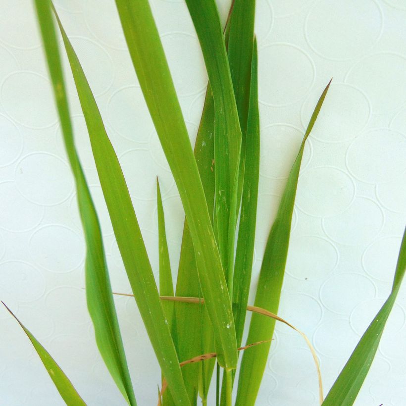 Phalaris arundinacea - Rietgras (Blad)