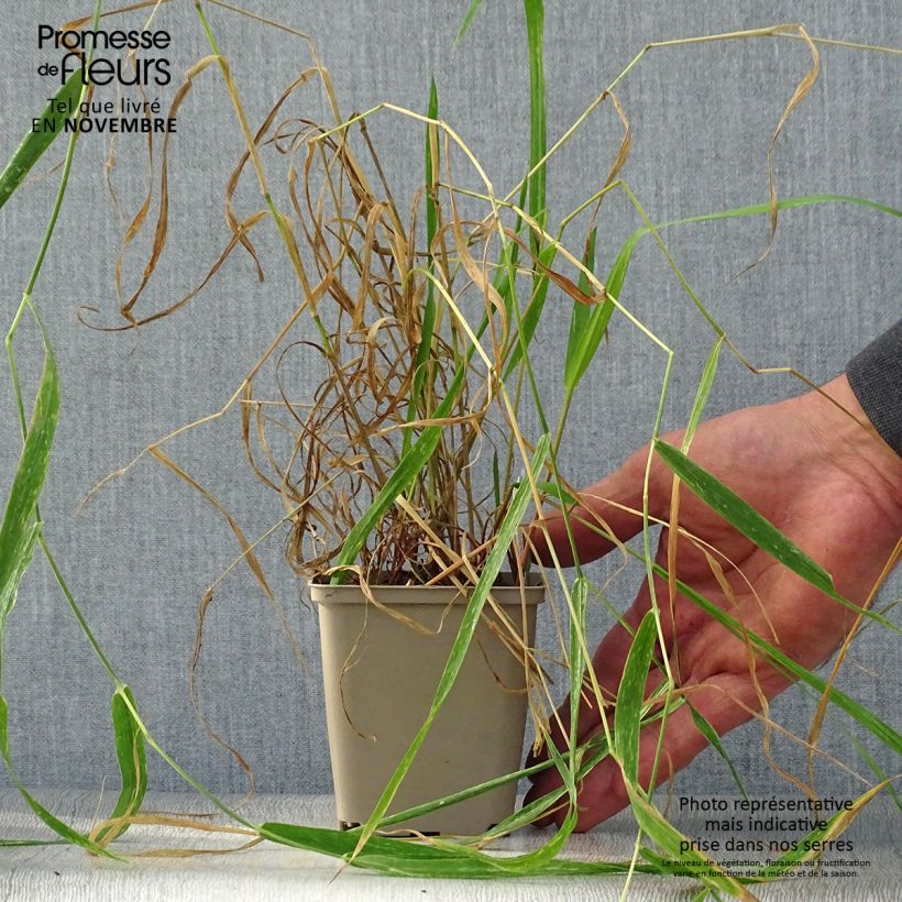 Exemplaar van Phalaris arundinacea - Rietgras Kweekpotje van 8/9 cm zoals geleverd in de herfst