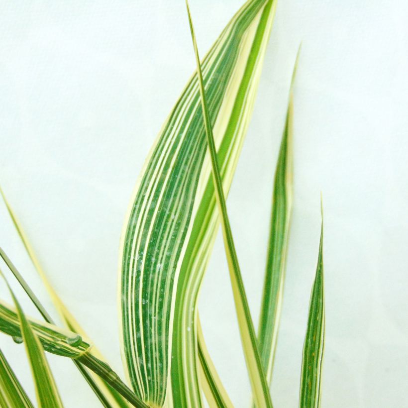 Phalaris arundinacea Picta - Rietgras (Blad)