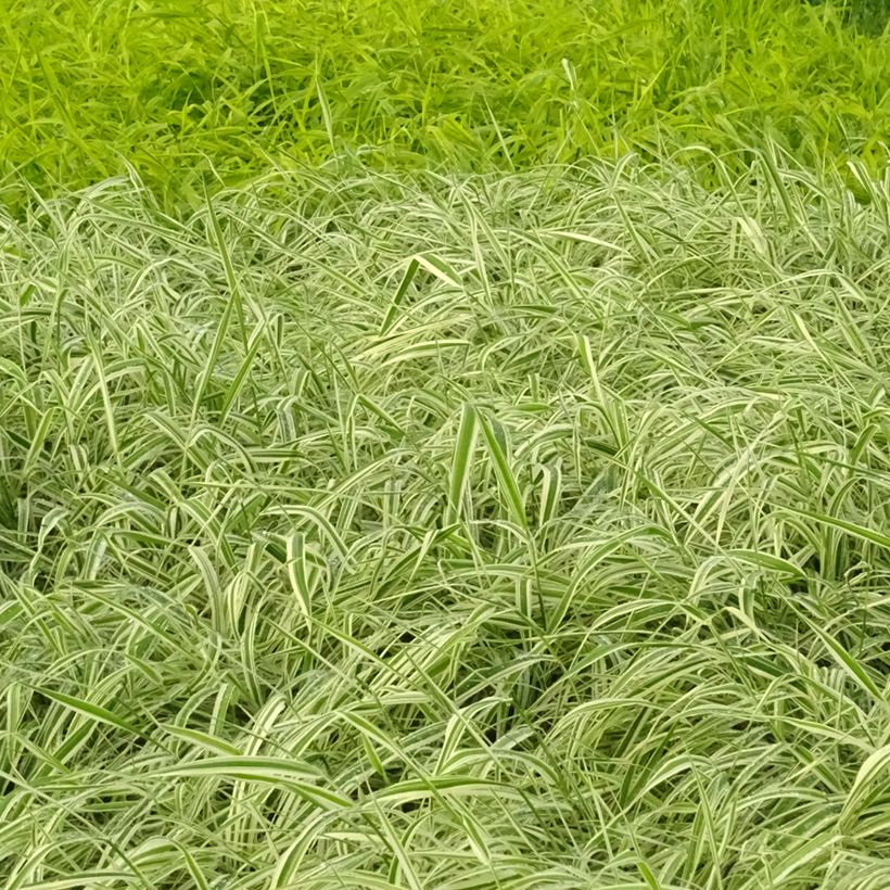 Phalaris arundinacea Picta - Rietgras (Groeiplaats)